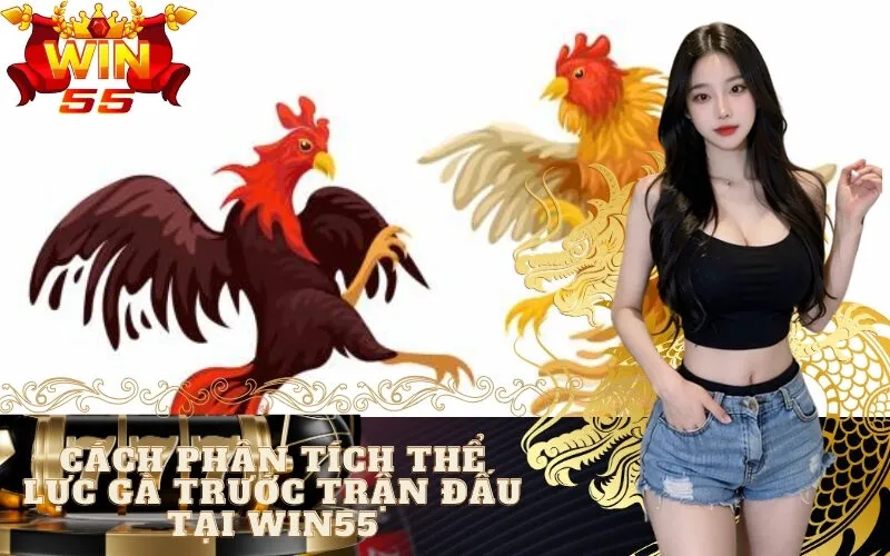 Cách Phân Tích Thể Lực Gà Trước Trận Đấu tại win55