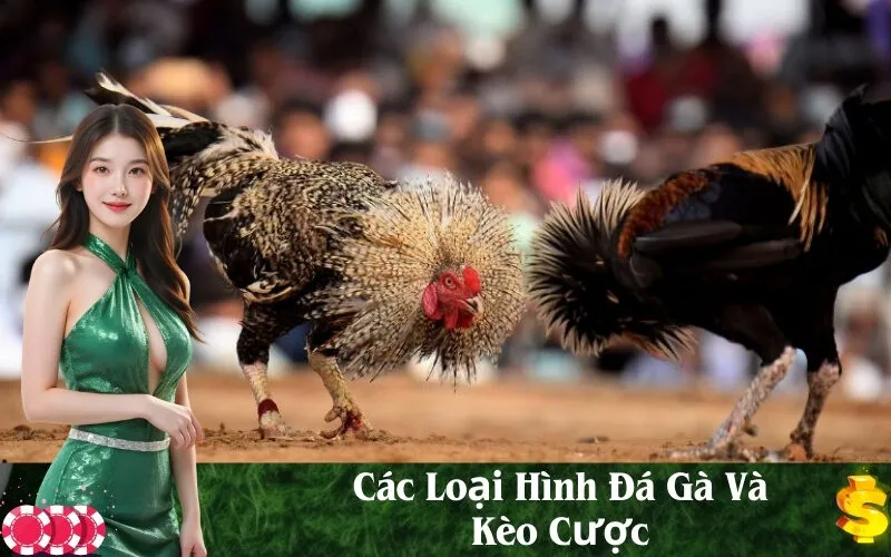 Các Loại Hình Đá Gà Và Kèo Cược