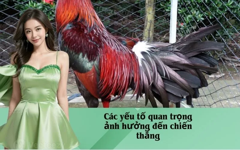 Các yếu tố quan trọng ảnh hưởng đến chiến thắng