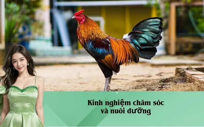 Kinh nghiệm chăm sóc và nuôi dưỡng